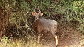 Male Nyala antelope (Tragelaphus angasii) feeding in natural habitat, Kruger National Park, South Africa