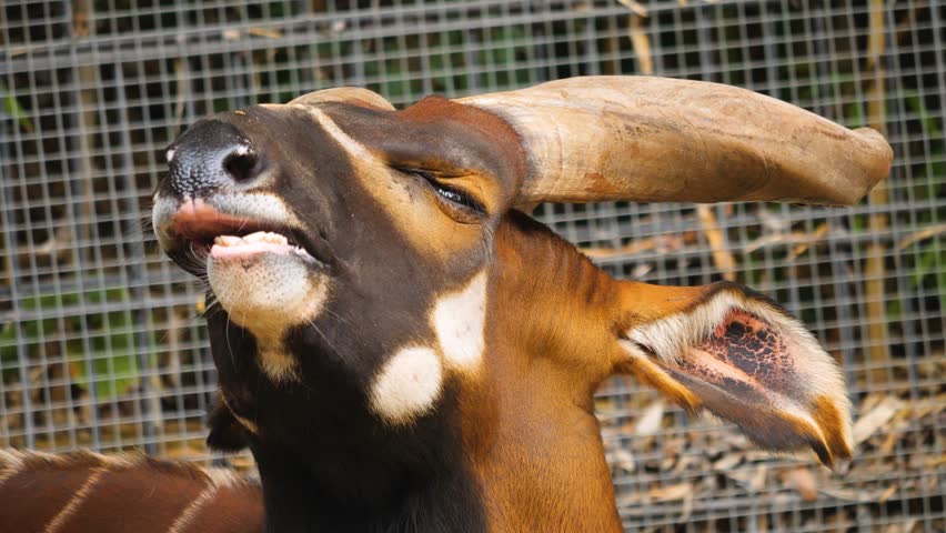 Close up of a  bongo bongo antelope looking around on a sunny day in fall