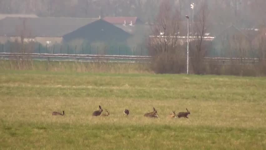 Hares (Lepus europaeus)