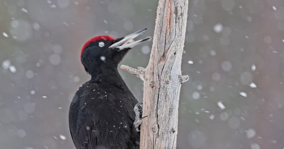 A slow motion closeup footage of snow falling over a black woodpecker clinging to a tree digging for insects with blur background
