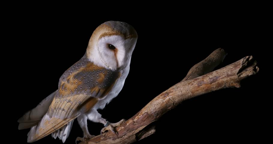 A barn owl (tyto alba) standing on a big wooden perch stick isolated on a black background