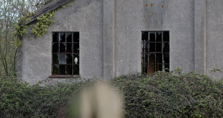A barn owl (tyto alba) flying away from a broken window in an abandoned house then perched on a big wooden stick