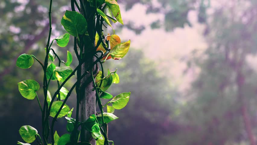 Foggy Mornings Natue Landsapes Background 