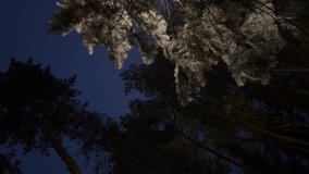 Flakes of snow falling down winter landscape. Snowy winter weather in the pine forest at night. Tree branches on the background of snowfall. Winter is coming. Slow motion Vertical video Snowing