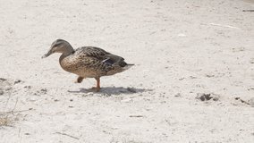Duck walks on the beach.
Video footage of single duck walking on a sand.