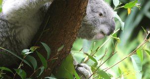 Koala eating eucalyptus leaves close up video. Australian fauna and nature