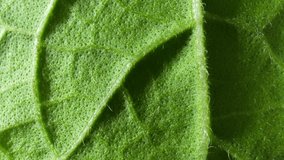 A vibrant colors and delicate textures in this macro video of fresh green leaf vegetables (Holy basil leaves). Every curve and sunlight reflection dances in harmony, creating a visual masterpiece.
