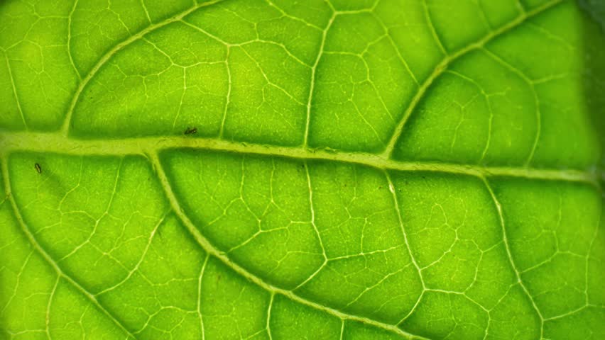 This macro video delves into the microcosm of a fresh green leaf (Holy basil leaves), showcasing the intricacies of its chlorophyll-filled cells, complex vascular networks, and delicate stomata.
 Royalty-Free Stock Footage #3416533157