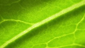 In the world of macro video, a fresh green leaf dances to life. It unveils secrets in every detail: veins like rivers on a map, and the vibrant green, a canvas where nature paints its dreams.
