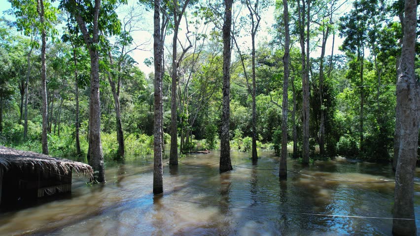 Aboriginal Indian Tribe At Manaus Amazonas Brazil. Natural Beauty Forest Brazil. Skyline River Ecosystem Savage. Skyline Jungle Ecosystem Bay Travel. Skyline Savage Sunlight National Park. Royalty-Free Stock Footage #3416635707