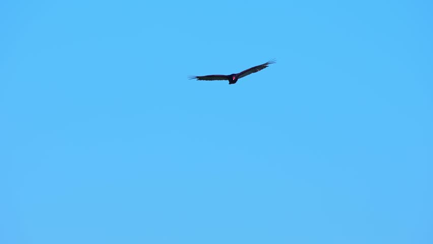 Turkey Vulture flying at sunny hot summer day in slow-motion. Turkey Vulture soaring over Rattlesnake Point Conservation Area lookout, Ontario, Canada. Traveling and adventure concept.