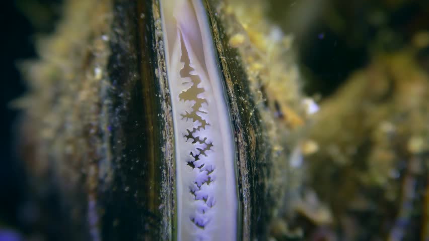 The albino mussel (Mytilus) filters the water: movement of the white outgrowths of the mantle can be seen between the shell valves, close-up.