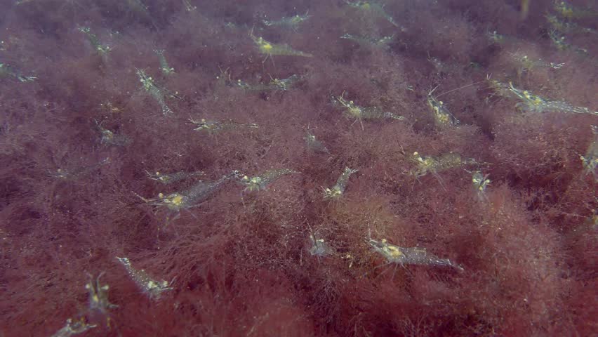 Large accumulation of shrimps (Palaemon) on red algae covering the seabed.