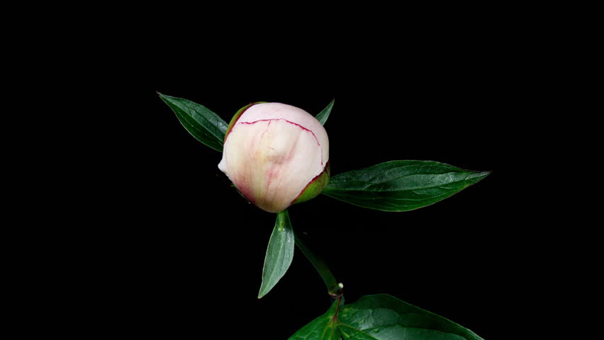 White Pink Peony Blooming in Time Lapse on a Black Background. Tender Flower Moving Petals Close Up While Blossoming. Tender Spring Flower with Yellow Center