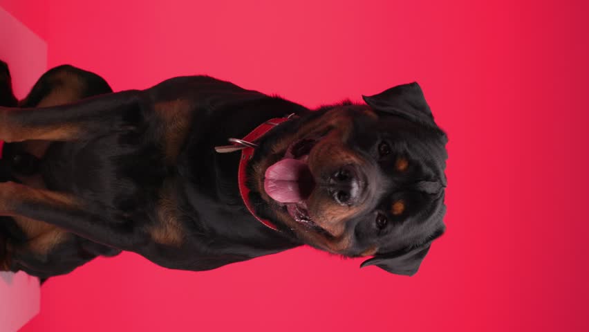 greedy big rottweiler adult puppy with red collar drooling, sticking out tongue and licking nose on red background