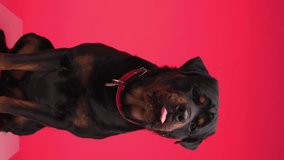 greedy big rottweiler adult puppy with red collar drooling, sticking out tongue and licking nose on red background - Powered by Shutterstock - Get 15% off with code: PIKWIZARD15