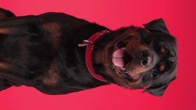 vertical video of cute rottweiler dog looking up, sticking out tongue and panting, looking down and waiting for a snack on red background