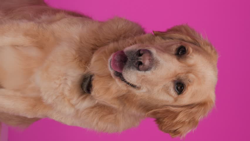 cute golden retriever puppy looking away, panting with tongue exposed and sitting on pink background Royalty-Free Stock Footage #3416765935