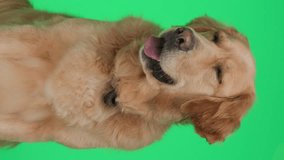 vertical video of beautiful golden retriever dog sticking out tongue and panting, looking forward and sitting on green background