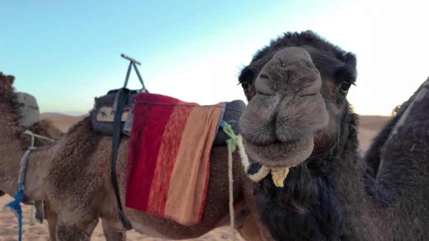 Merzouga, Morocco - 4 Jan 2024: Slow motion of a camel chews the cud in the Sahara Desert during golden hour. There is another camel. The sky is clear. Royalty-Free Stock Footage #3416783929