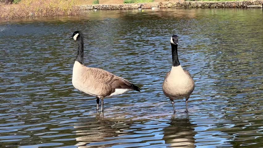 4K HD video of two Canada geese standing on a log submerged in calm water.  Canada geese are able to establish breeding colonies in urban areas, which provide food and few natural predators.