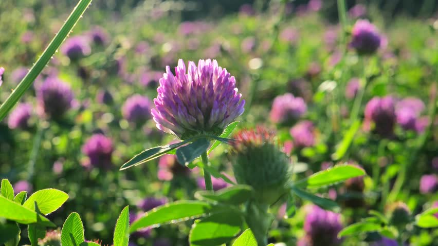 Clover fieldin sunny weather. Red clover flower in the rays of the sun. Valuable forage and medicinal plant. Women's health flower.Useful herbs and flowers. Clover extract. 4k footage Royalty-Free Stock Footage #3416826471
