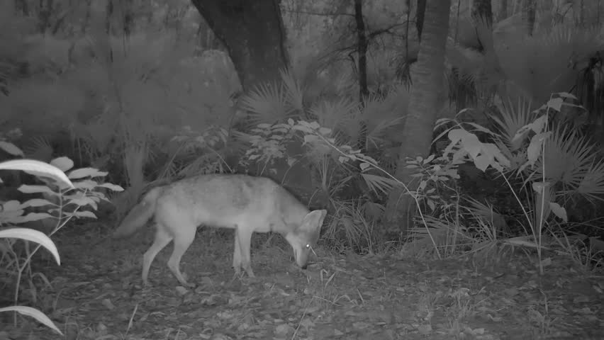 FLORIDA - 12.14.2023 - A night vision camera captures two coyotes walking by in a Florida forest.