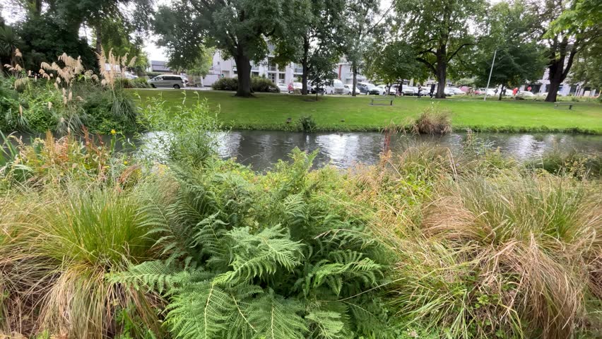 A walk in rainy weather at the botanical garden in Christchurch, New Zealand. Raindrops hitting the leaves of plants. The ducks peacefully swimming on Avon River