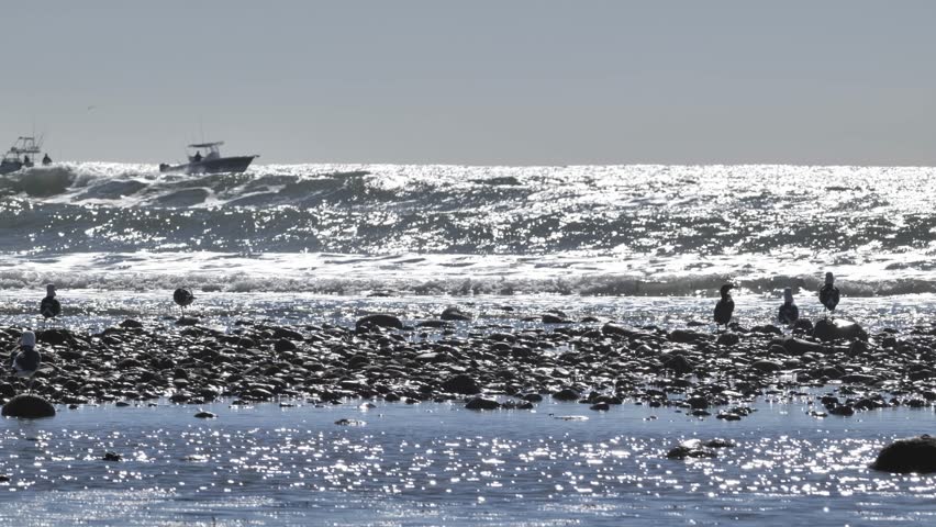 Sea gulls and motor boat on the winter California Pacific Coast.