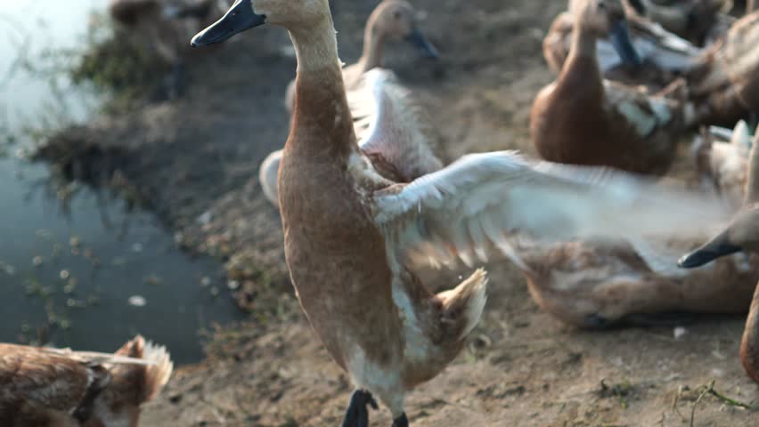 a flock of ducks is on the edge of a puddle in an agricultural area.