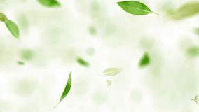 Leaves floating in the air swirling on white and black background with blue screen. Animation Seamless loop. 3D Render. - Powered by Shutterstock - Get 15% off with code: PIKWIZARD15