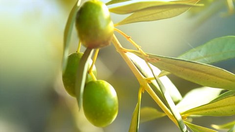 Olives. Ripe Olive on a tree. Growing Mediterranean Olives closeup. Olive oil. Healthy eating concept, diet. 4K UHD Video. Slow motion 120 fps