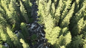 Aerial drone video of Altai river Upper Kulash. Camera looks down. On the river banks there is siberian larch taiga forest.