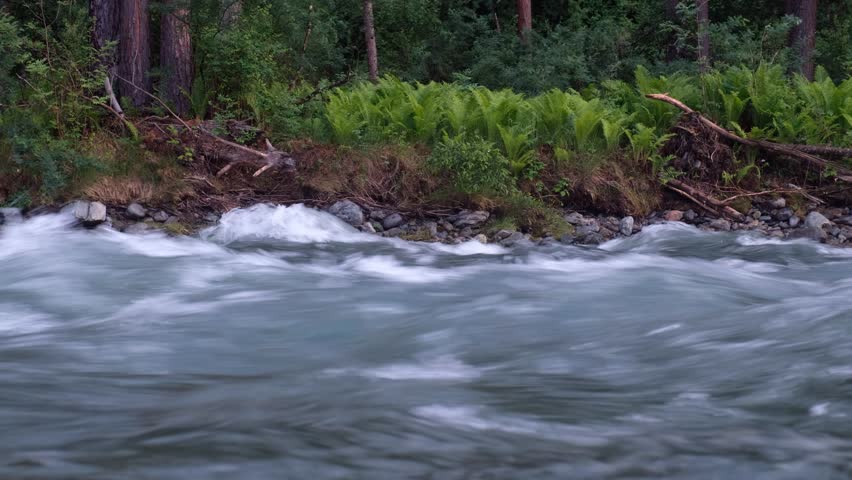 Video of Altai natural landscape. River Chemal is on foreground and pine forest with fern Matteuccia struthiopteris on the background.