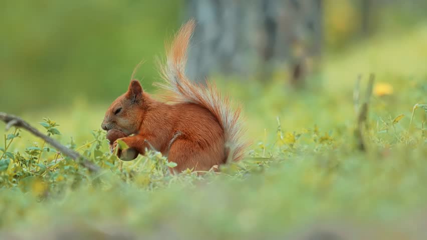 Sciurus Vulgaris Find Food In Wood. European Redhead Squirrel Sniffing Nuts Woodland Forest. Spring Time In City Park. Small Wild Squirrel Animal. Young Red Fluff Squirrel Eating Nut In Park At Spring