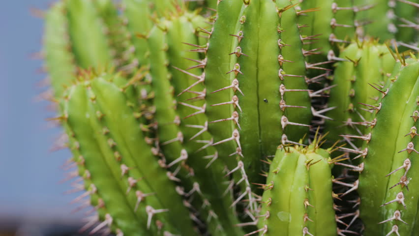 vibrant cactus reveals intricate patterns and delicate spines, showcasing the remarkable beauty, close-up shot and panning Royalty-Free Stock Footage #3417005871