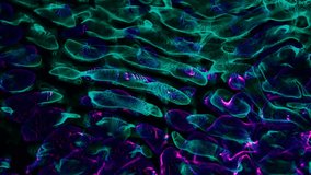 The video presents a microscopic view of numerous cells or small biological entities, illuminated in bright  hues against a dark background.