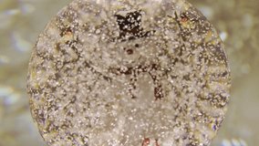 Snowman snow globe seasonal decoration - Powered by Shutterstock - Get 15% off with code: PIKWIZARD15