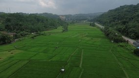 vote video from above with beautiful views of rice fields