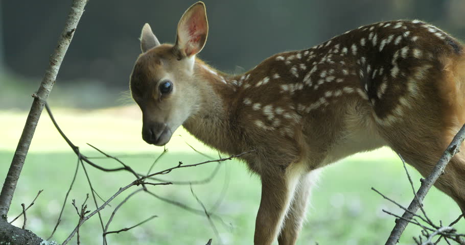 Japanese spotted deer(fawn) chewing a small tree branch in a field. Royalty-Free Stock Footage #3417197265