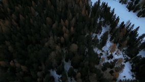 Coniferous forest on snowy mountains. Aerial top-down forward