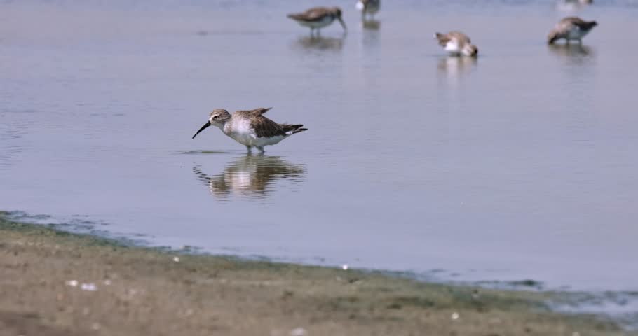 Excitingly foraging for its favorite food at a saltpan with seawater, Curlew Sandpiper Calidris ferruginea, Thailand Royalty-Free Stock Footage #3417254037
