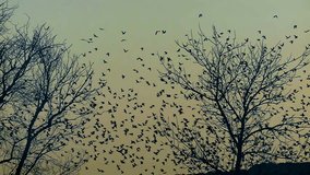 Crows are flying. Flock of birds landscape background. Ravens in slow motion. - Powered by Shutterstock - Get 15% off with code: PIKWIZARD15
