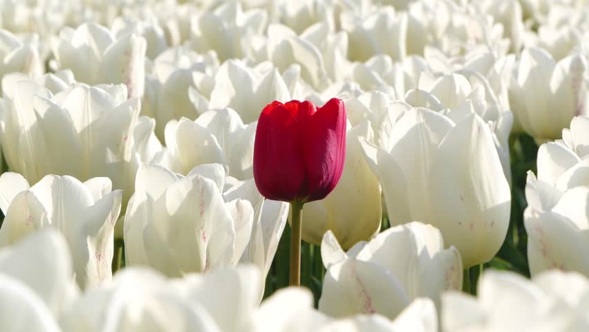 Red tulip among many white tulips. Tulip  field, close up view. Outstanding vibrant red tulip gently swinging in the wind. Spring flower field in Netherlands. Royalty-Free Stock Footage #3417323809