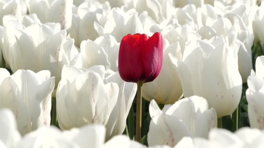 Red tulip among many white tulips. Tulip  field, close up view. Outstanding vibrant red tulip. Spring flower field in Netherlands. Royalty-Free Stock Footage #3417324755