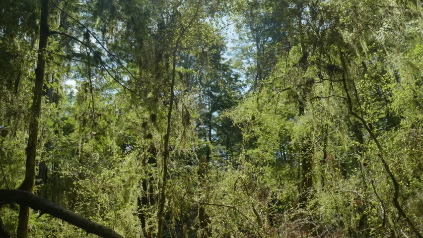 Soft light illuminates New Zealand forest, casting an enchanting glow behind lush bushes.