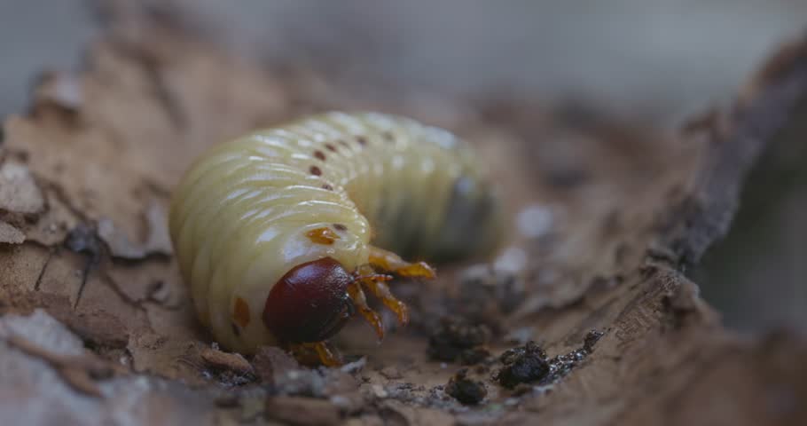 Single rhinoceros beetle larvae on the wooden surface 