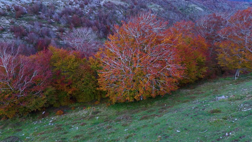 Beech forest in autumn around the Sanctuary of San Miguel de Excelsis in the Sierra de Aralar. Aerial view from a drone. Municipality of Uarte Arakil. Navarre. Spain. Europe