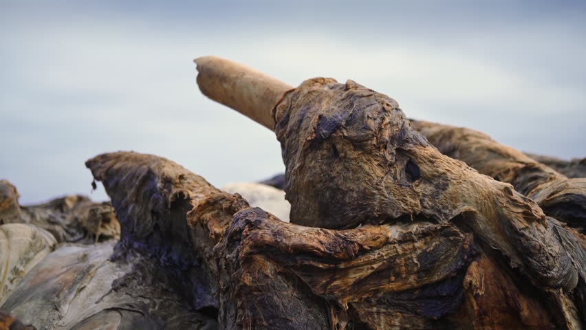 Aerial: beached blue whale that was struck by a ship decomposing on a beach in Bolinas, California, USA. 29 May 2017