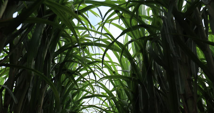 Sugarcane plants growing at field
